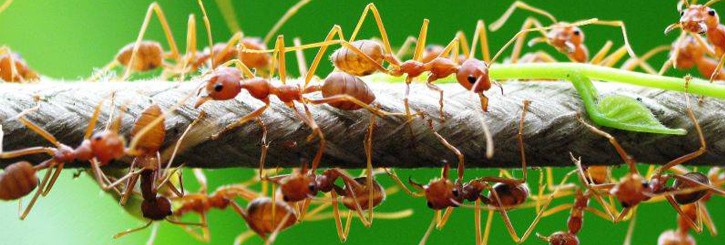 Как навсегда избавиться от муравьев на дачном участке или огороде?